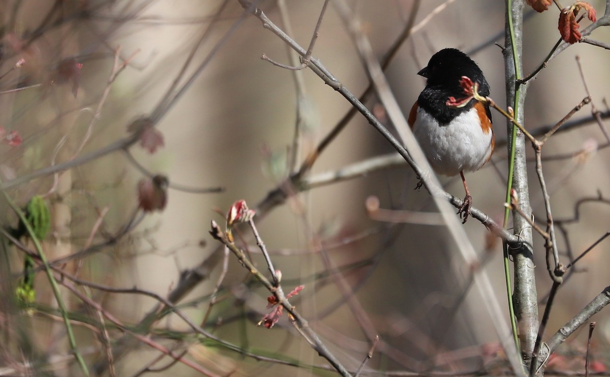 Eastern Towhee - ML638293833
