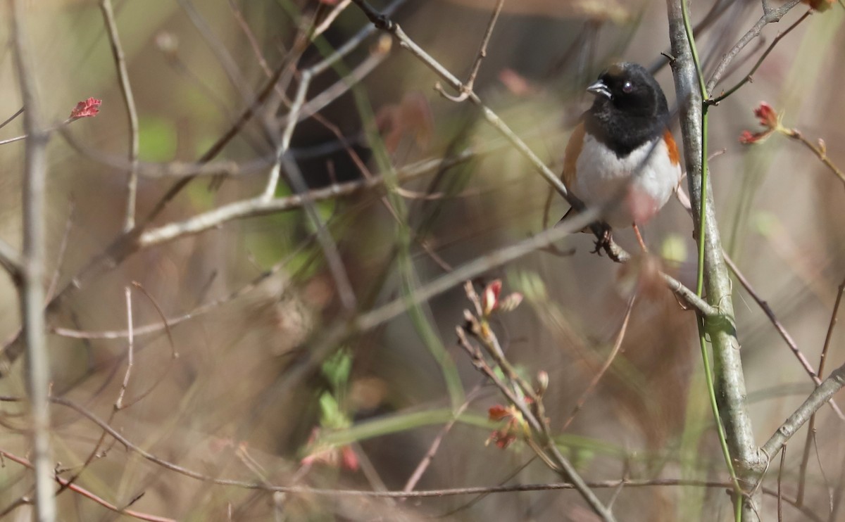 Eastern Towhee - ML638293834