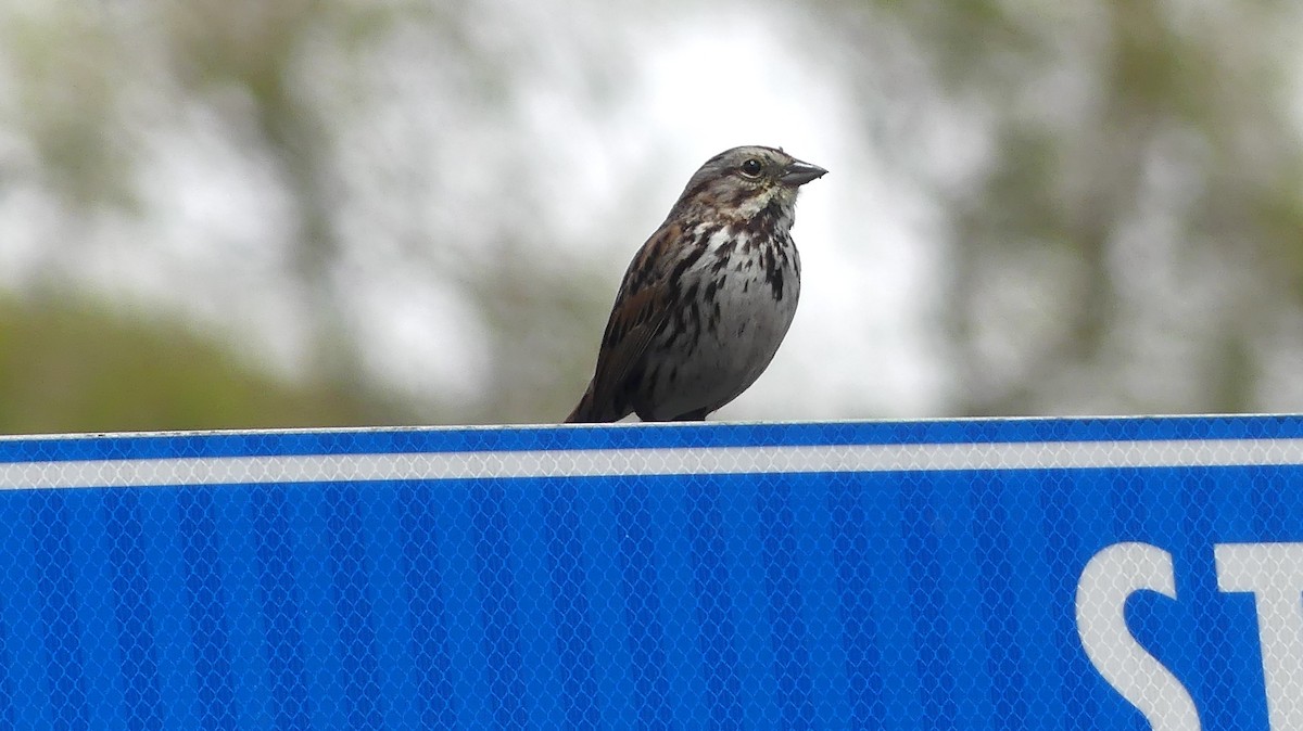 Song Sparrow - ML638293835