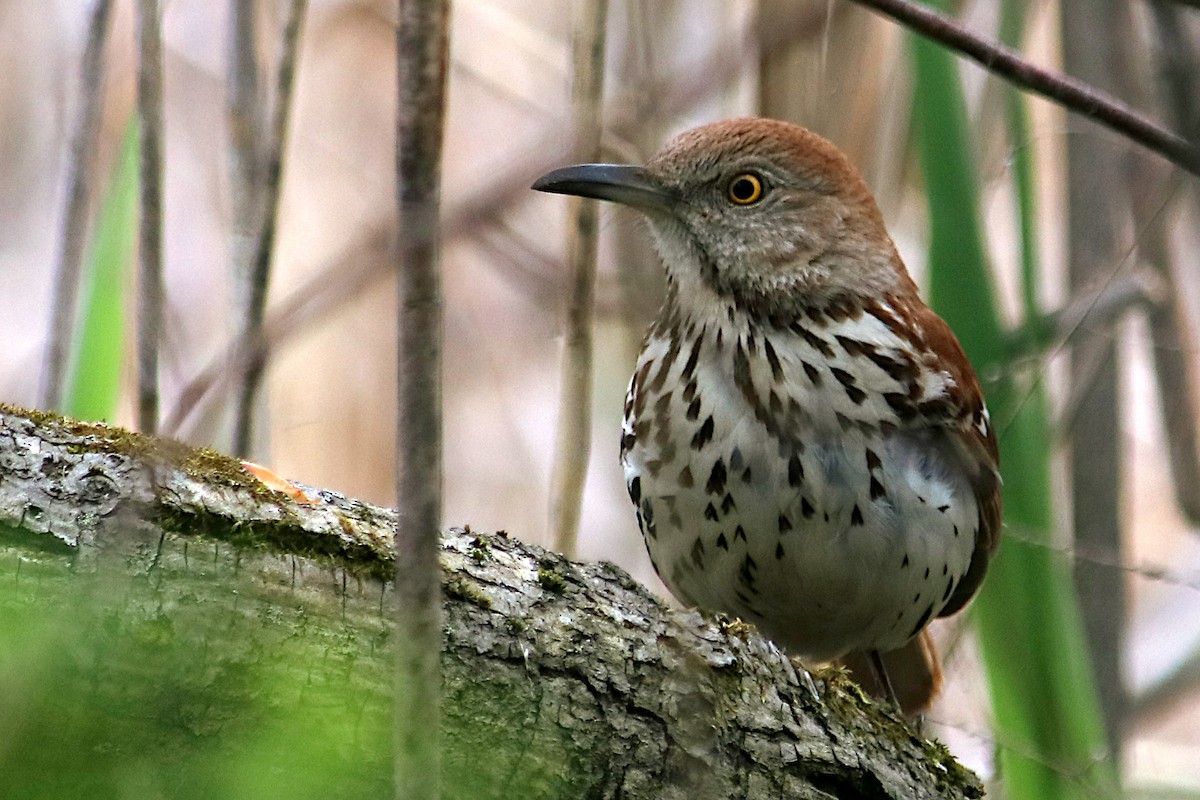 Brown Thrasher - ML638293836