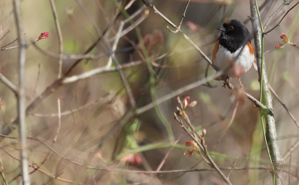 Eastern Towhee - ML638293837