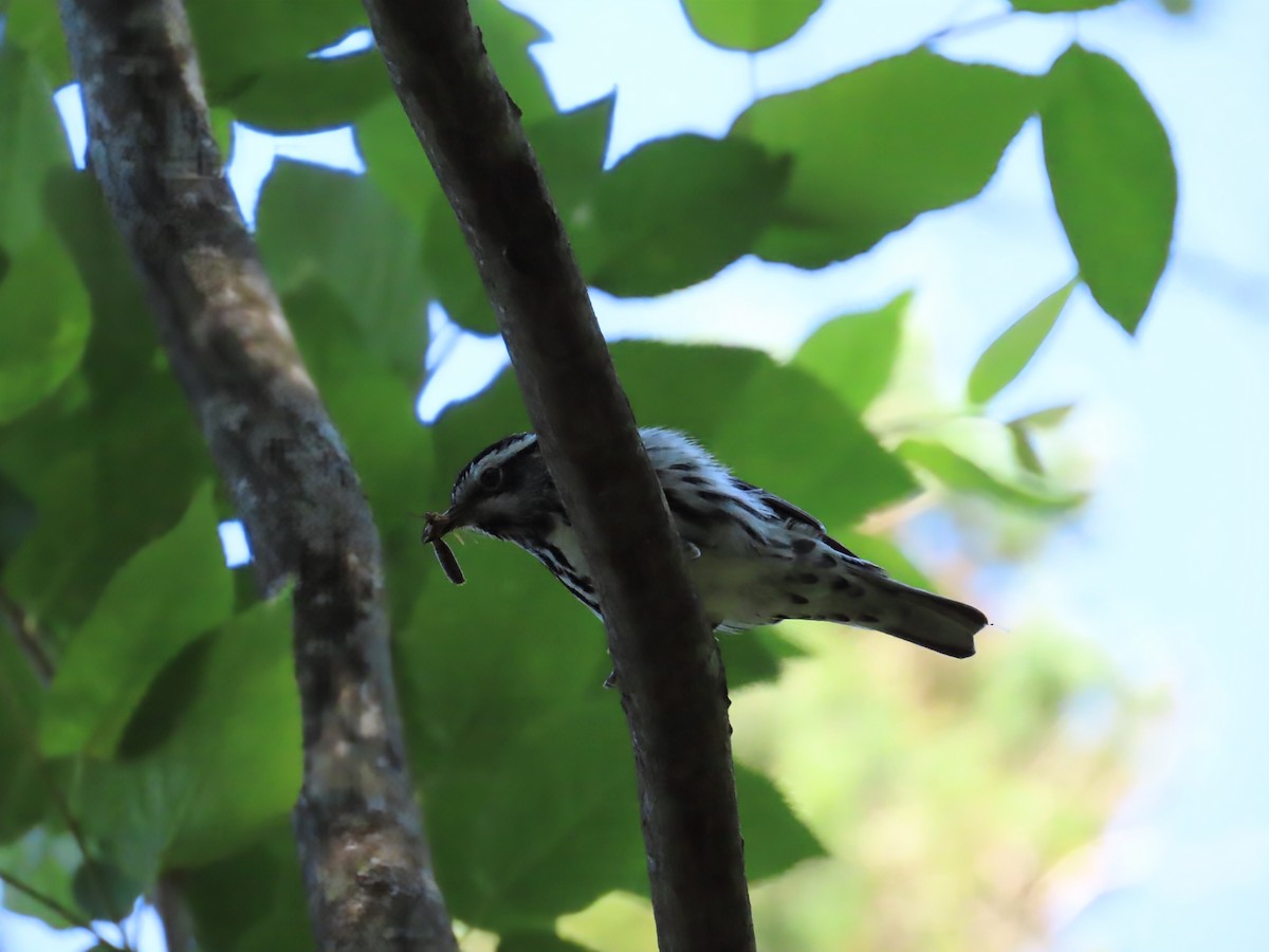 Black-and-white Warbler - ML638293838