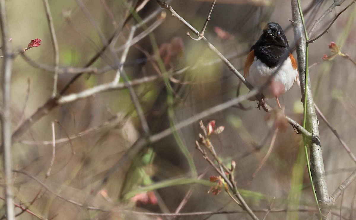 Eastern Towhee - ML638293839