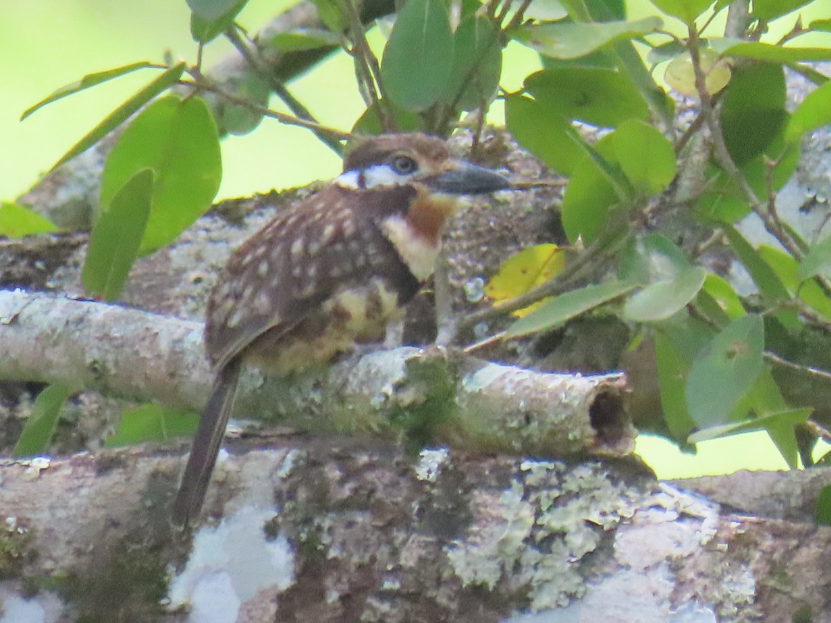 Russet-throated Puffbird - ML638293844