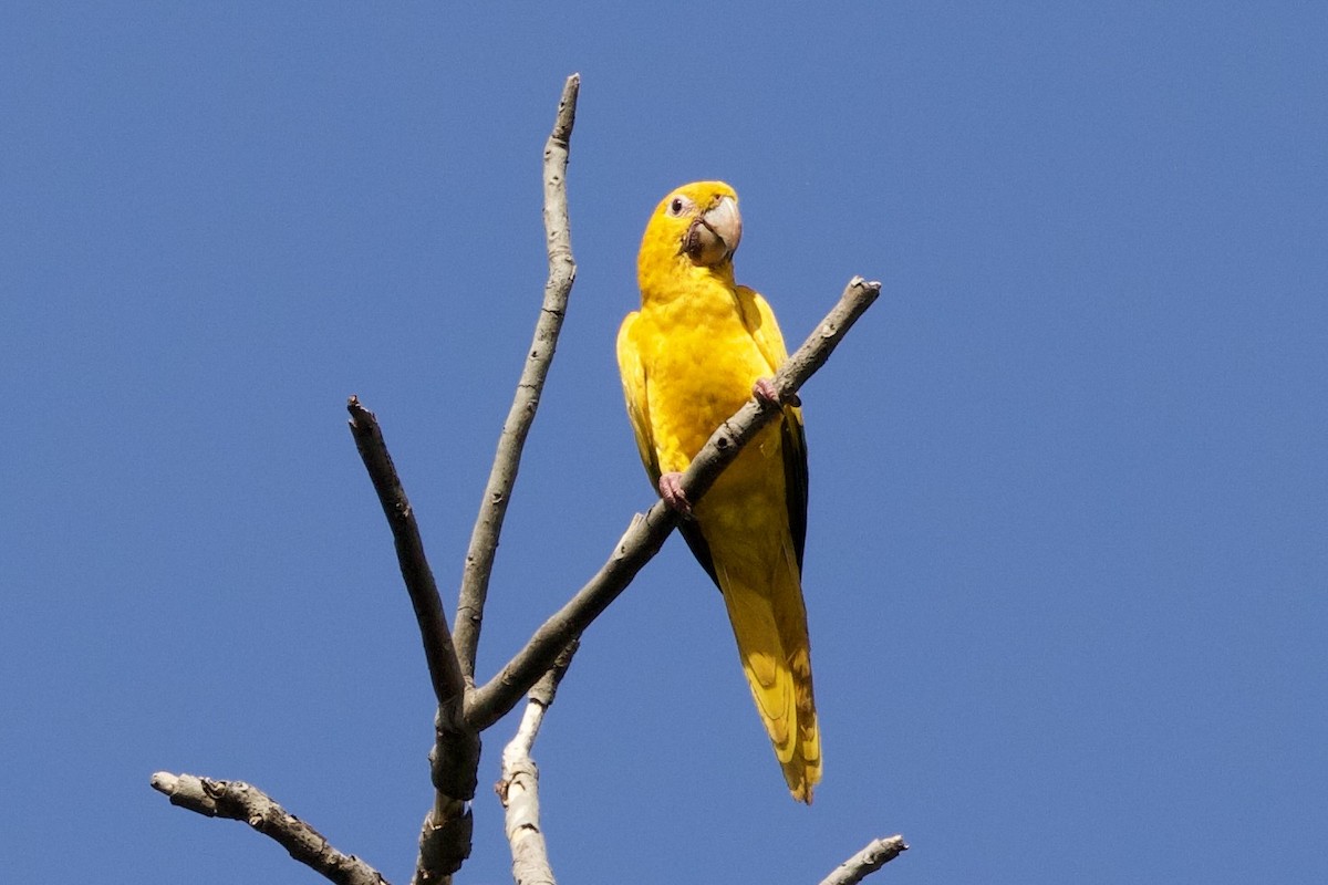 gullparakitt - ML638293851