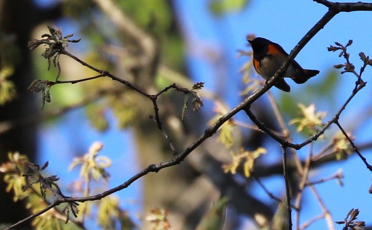 rødstjertparula - ML638293857