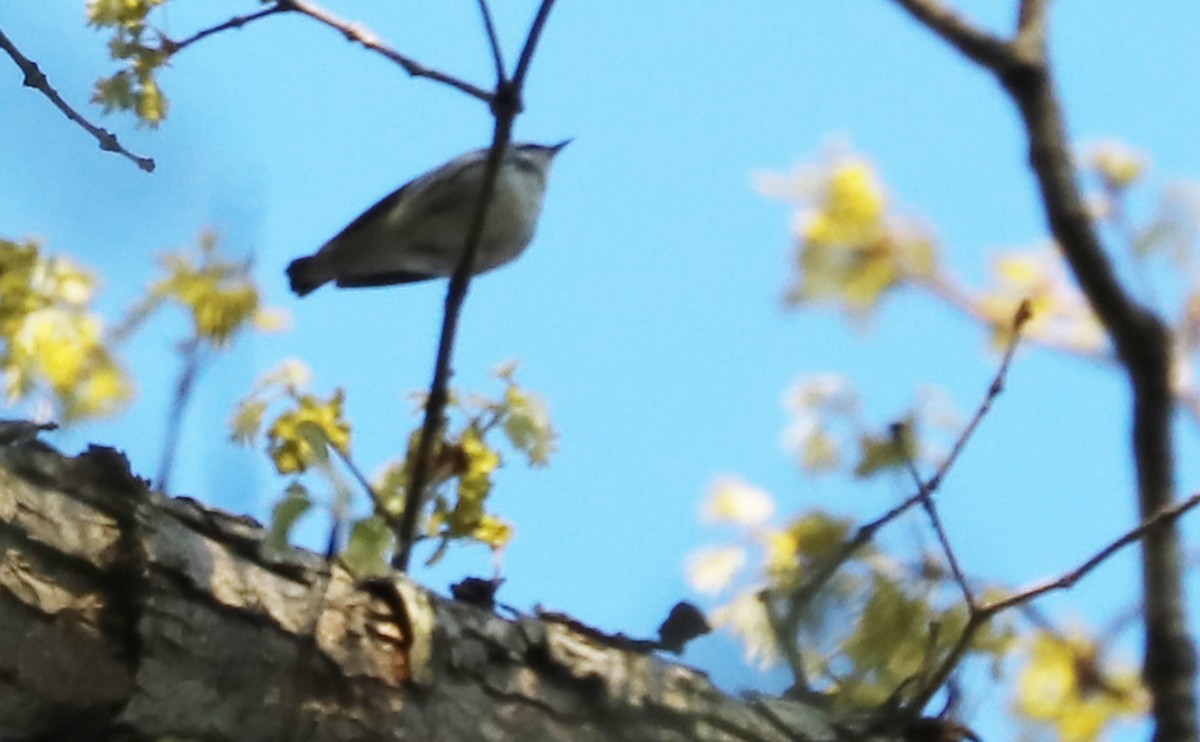 asurparula - ML638293864