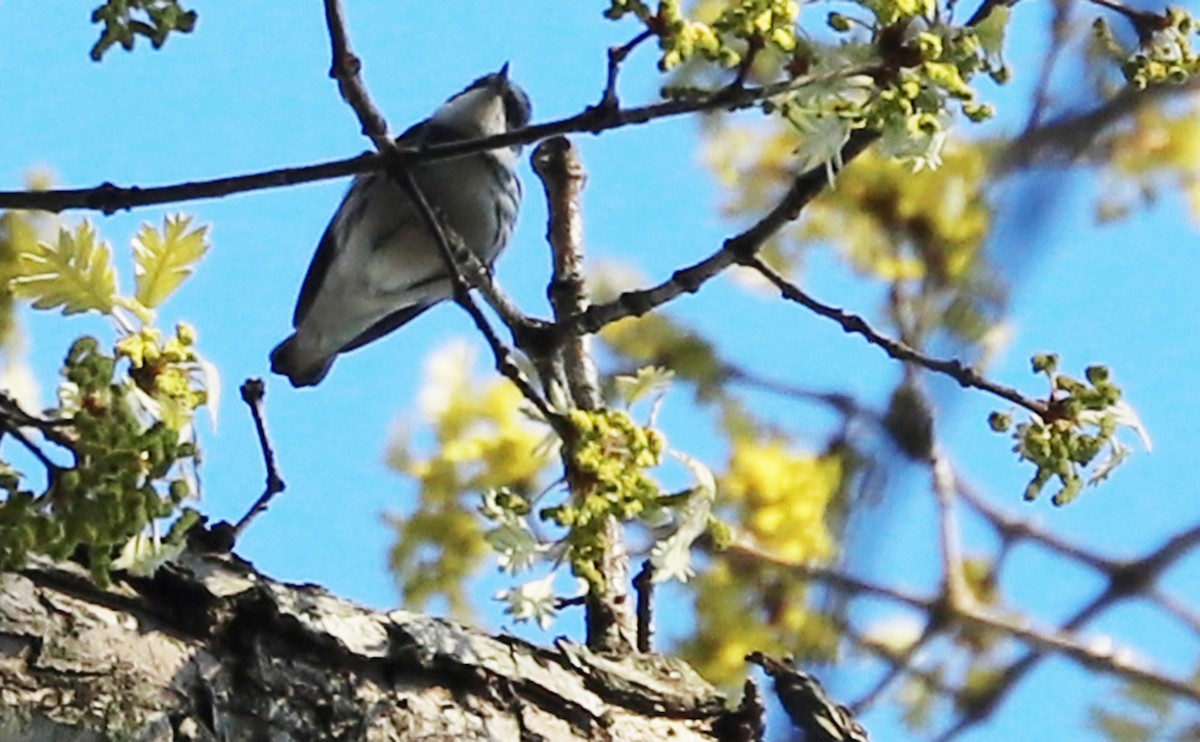 asurparula - ML638293867