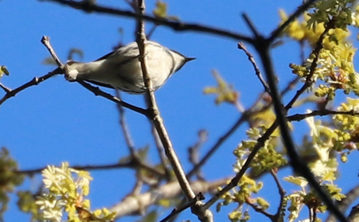 asurparula - ML638293869