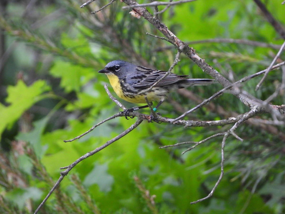 brannfeltparula - ML638293870