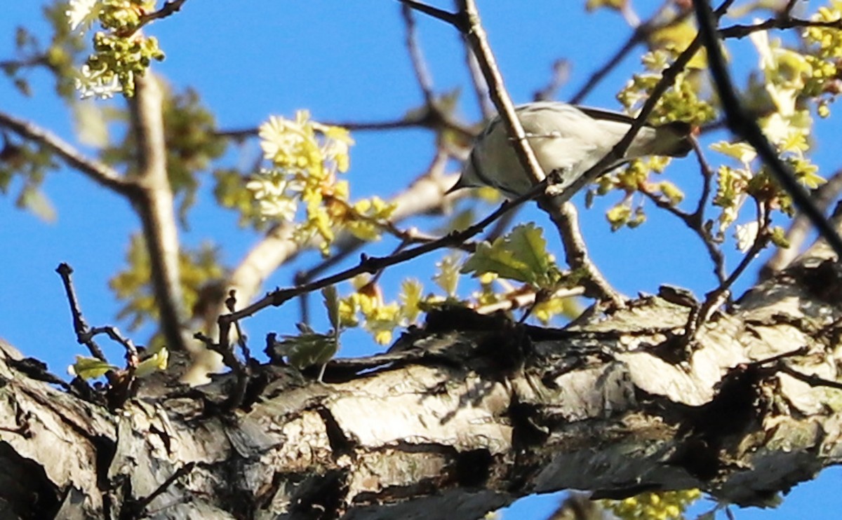 asurparula - ML638293871