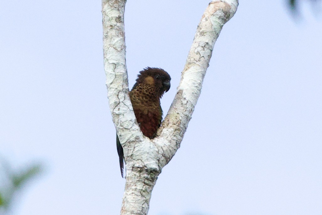brunhetteparakitt - ML638293872