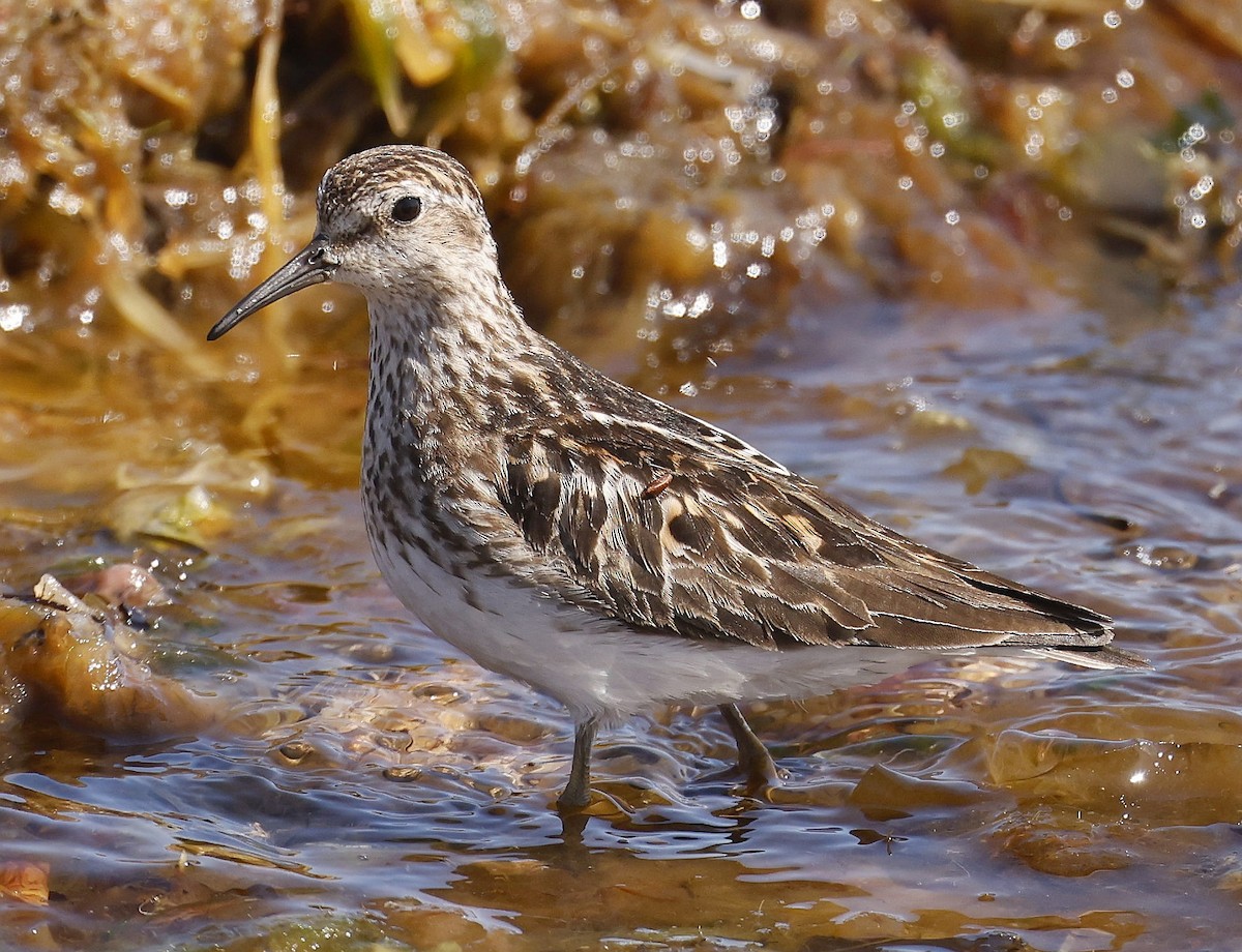pygmésnipe - ML638293879