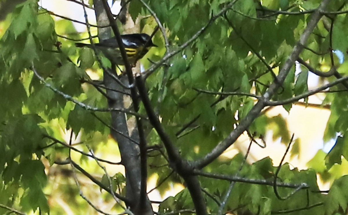 Magnolia Warbler - ML638293880