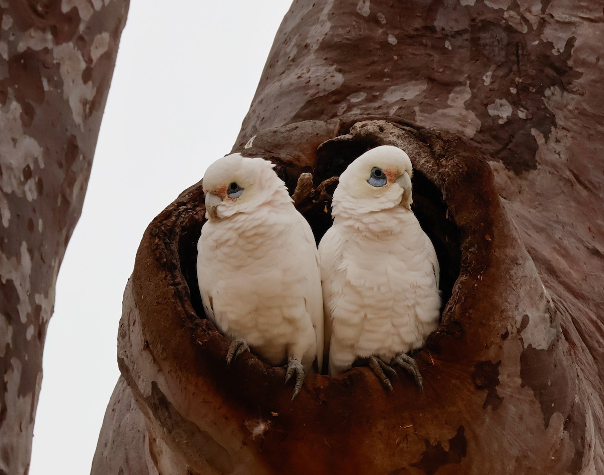 Little Corella - ML638293883