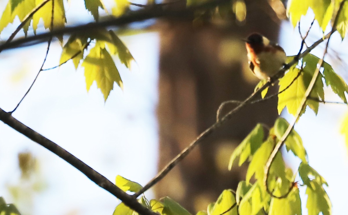 Bay-breasted Warbler - ML638293884