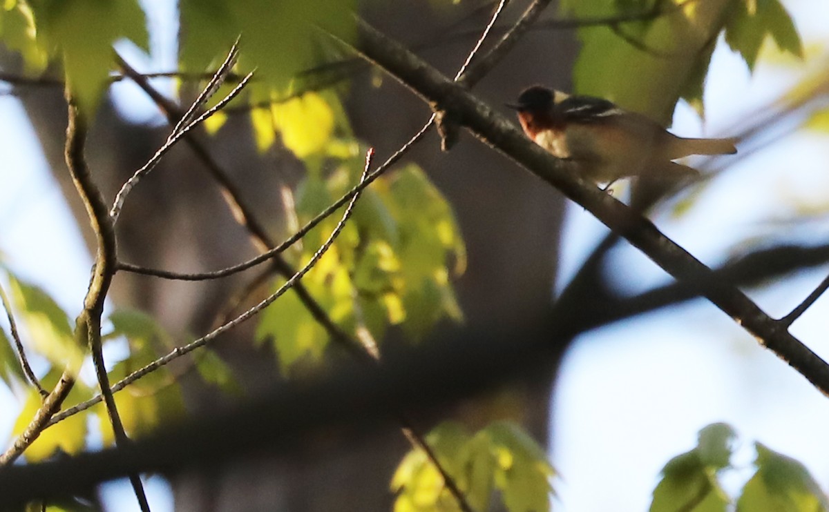 Bay-breasted Warbler - ML638293889