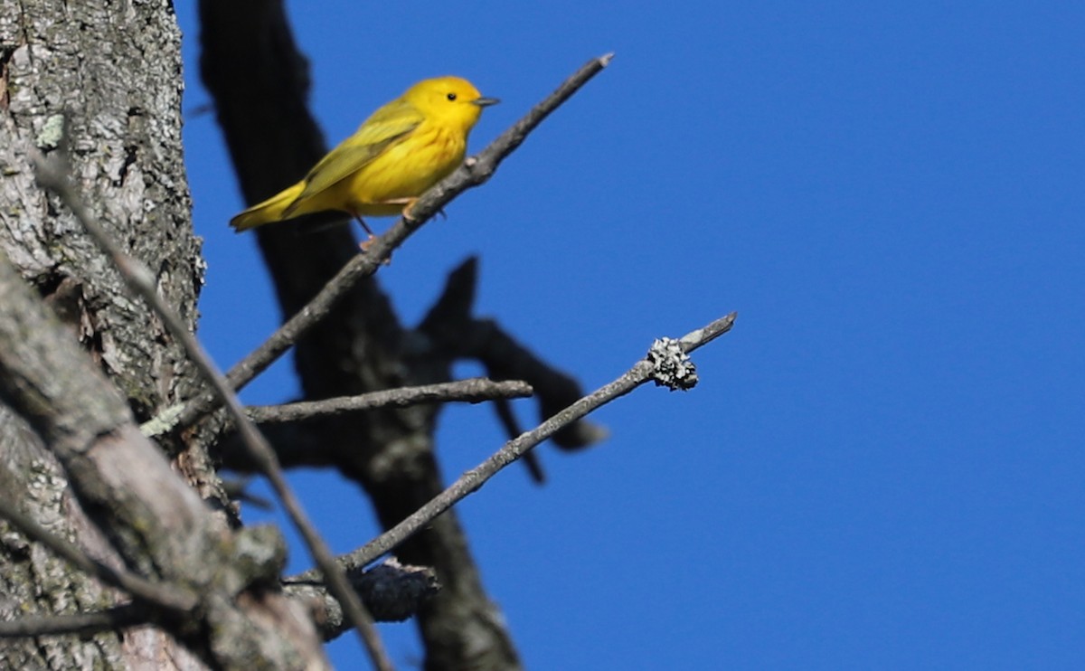 Yellow Warbler (Northern) - ML638293890