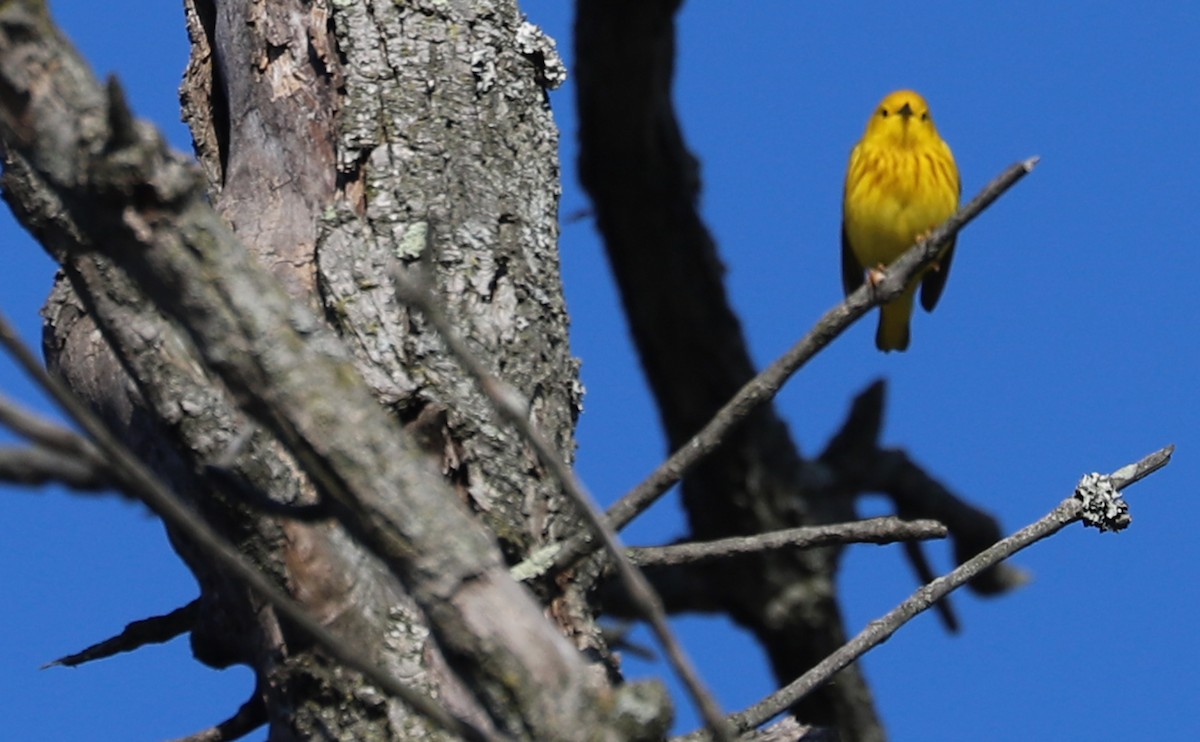 Yellow Warbler (Northern) - ML638293893