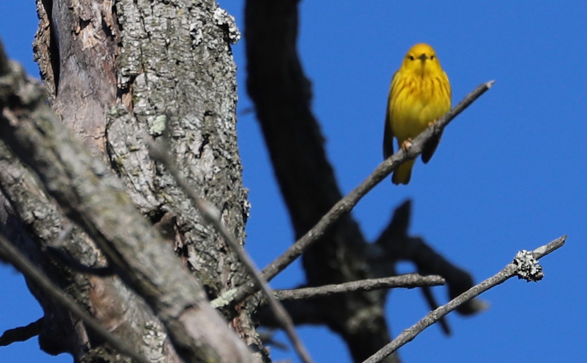 Yellow Warbler (Northern) - ML638293895