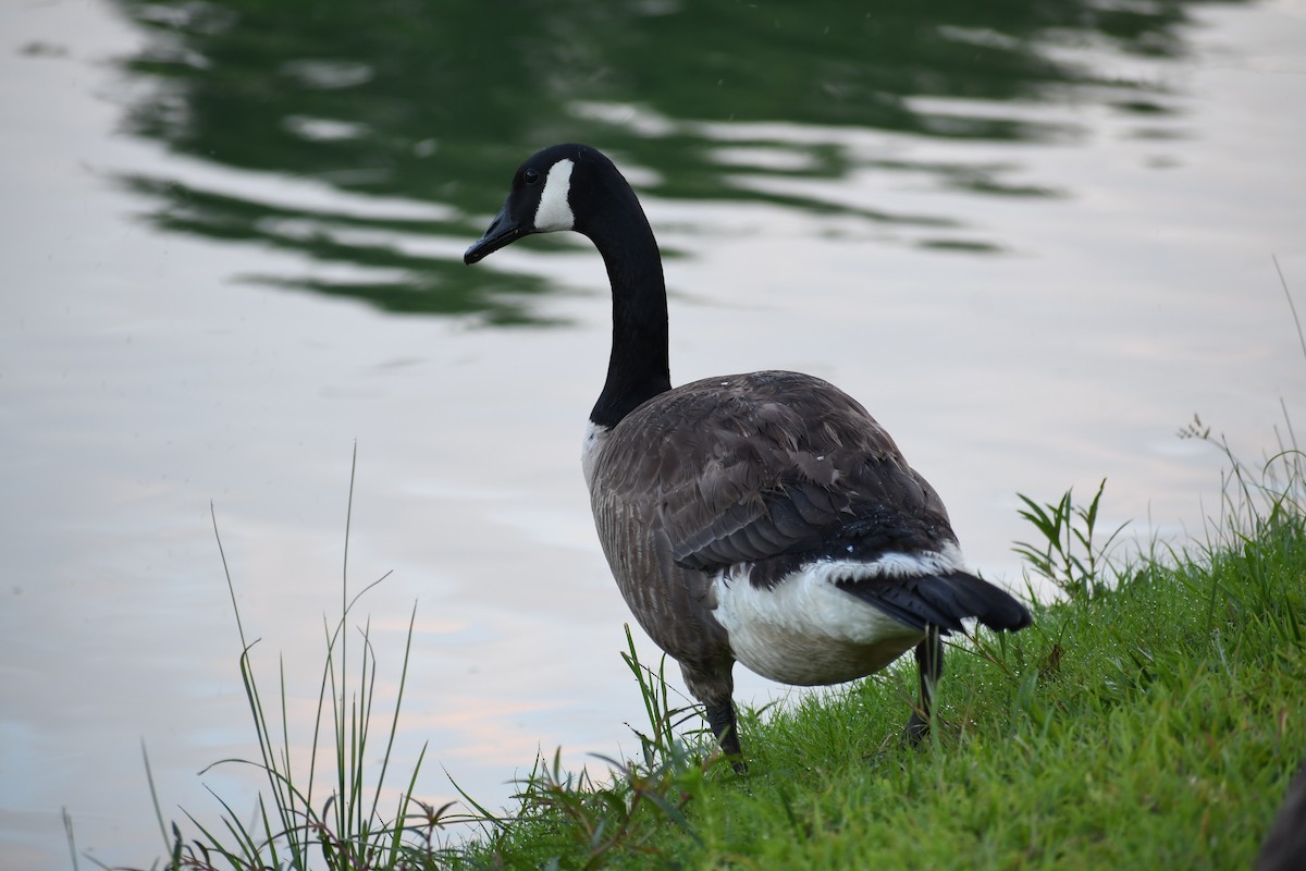 Canada Goose - ML638293899