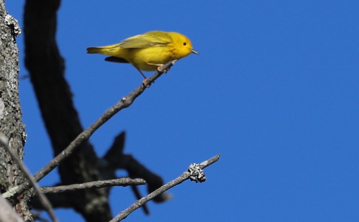 Yellow Warbler (Northern) - ML638293900