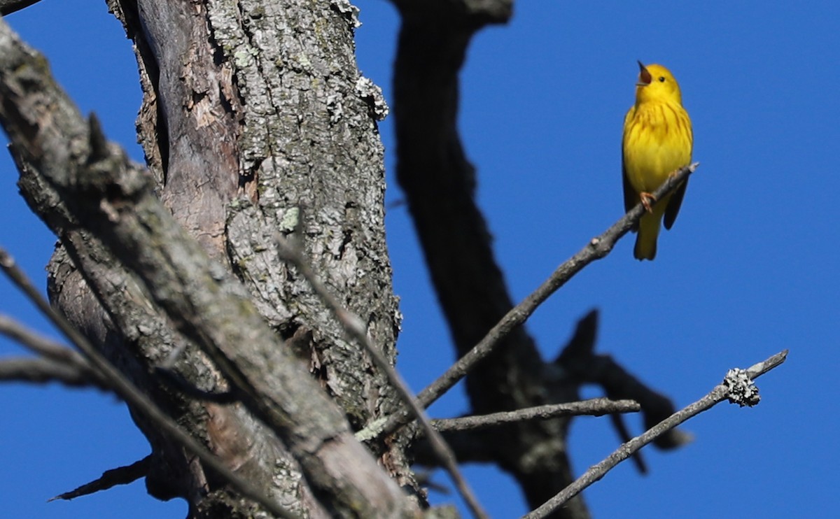 Yellow Warbler (Northern) - ML638293902