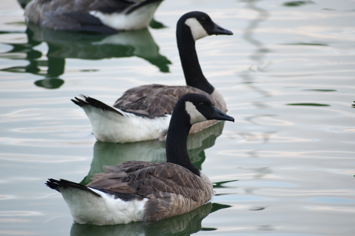 Canada Goose - ML638293903