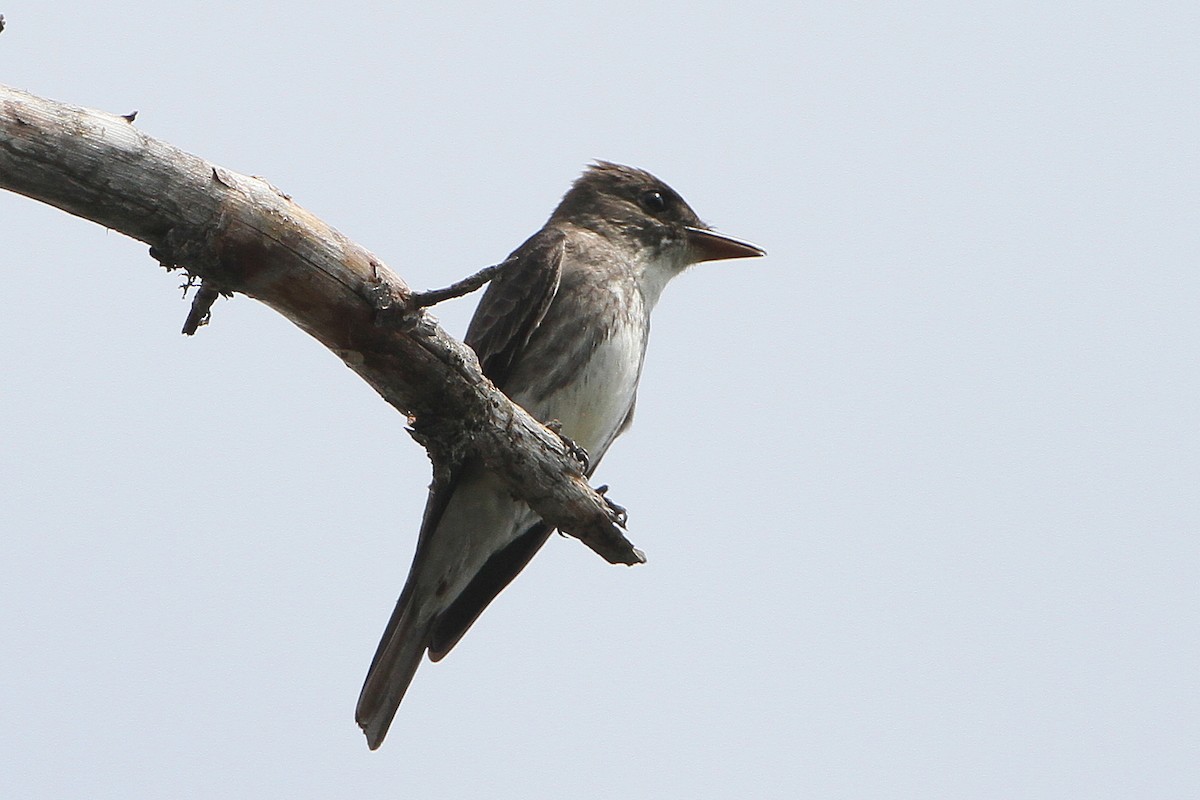 Olive-sided Flycatcher - ML638293904