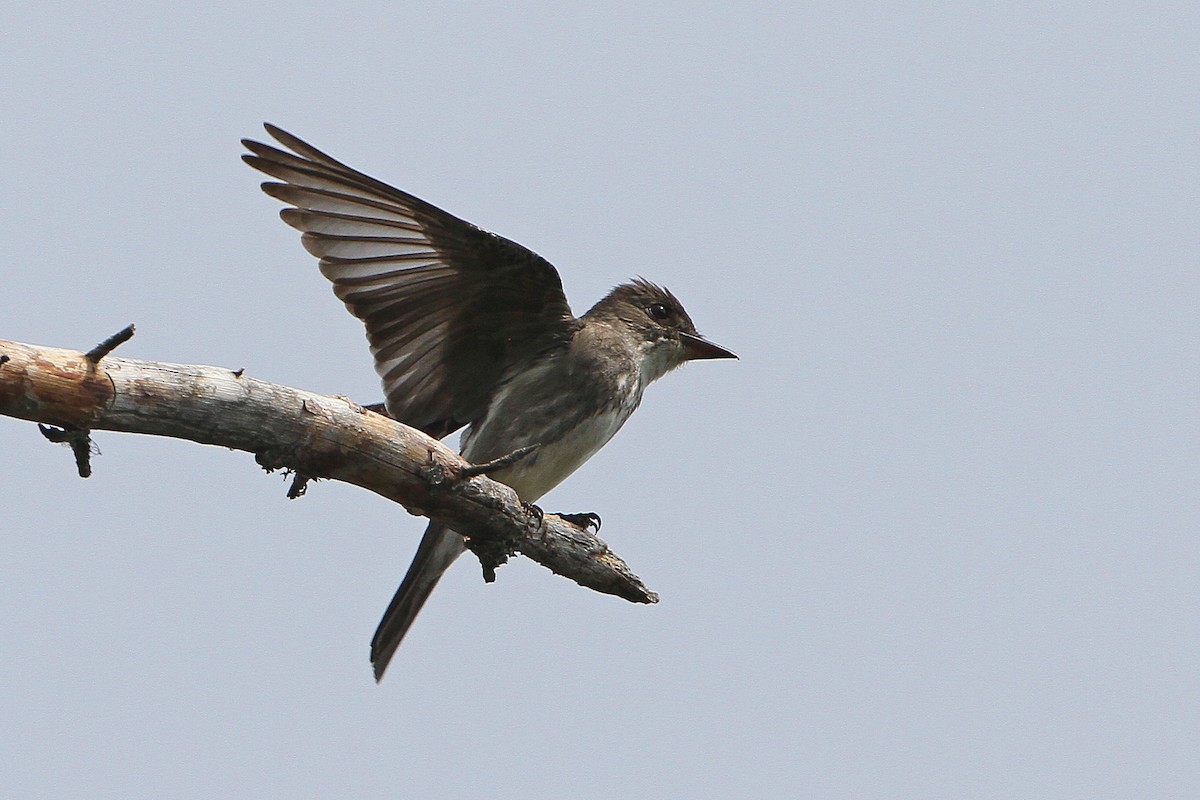 Olive-sided Flycatcher - ML638293905