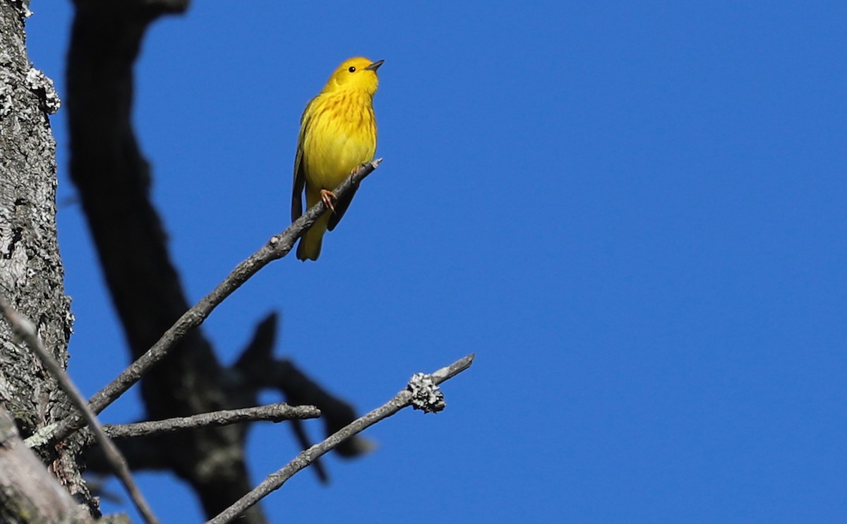 Yellow Warbler (Northern) - ML638293907