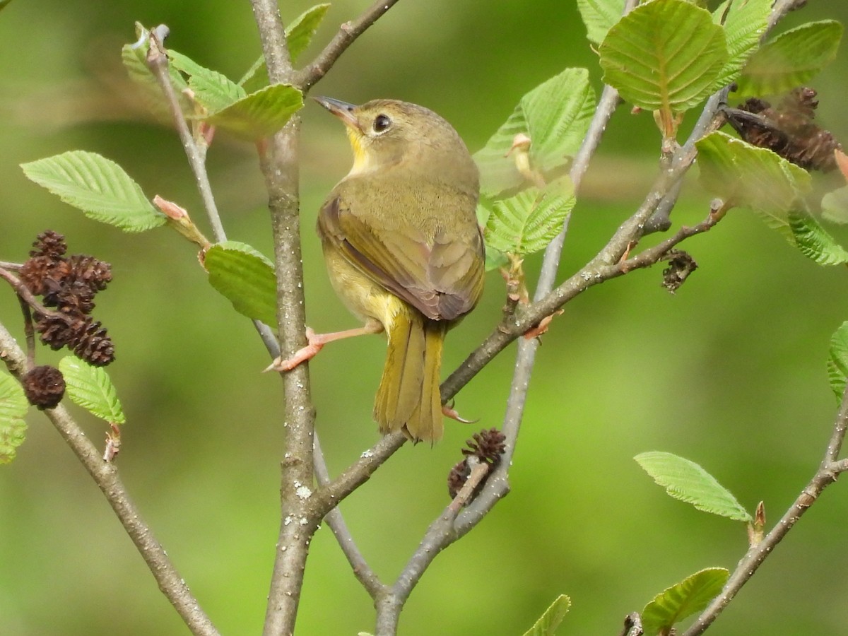 Common Yellowthroat - ML638293908