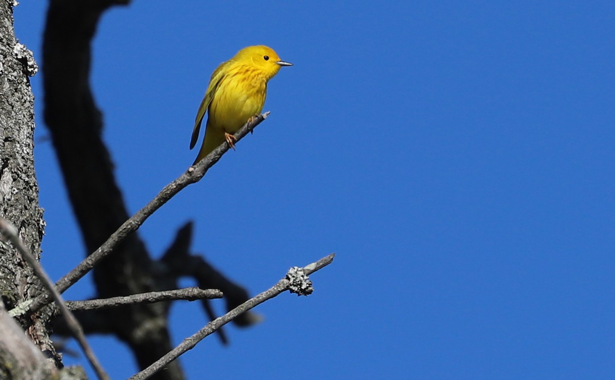 Yellow Warbler (Northern) - ML638293909