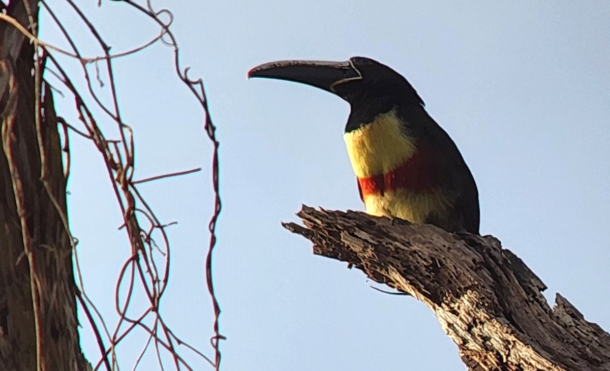 Black-necked Aracari - ML638293911