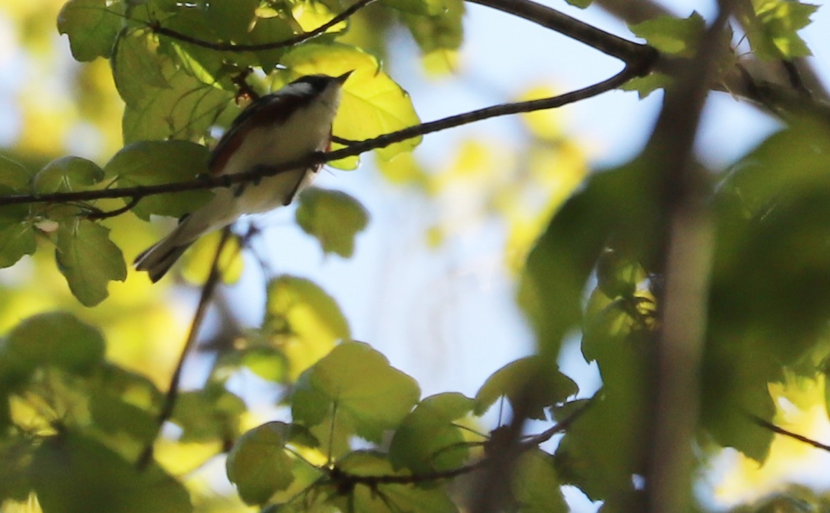 Chestnut-sided Warbler - ML638293914