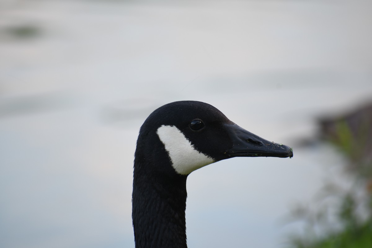 Canada Goose - ML638293916
