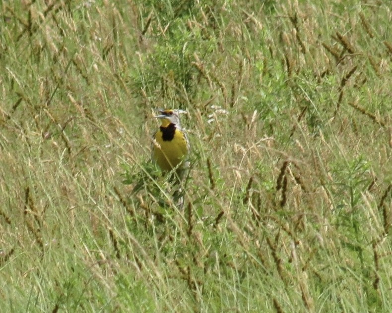 Eastern Meadowlark - ML638293917