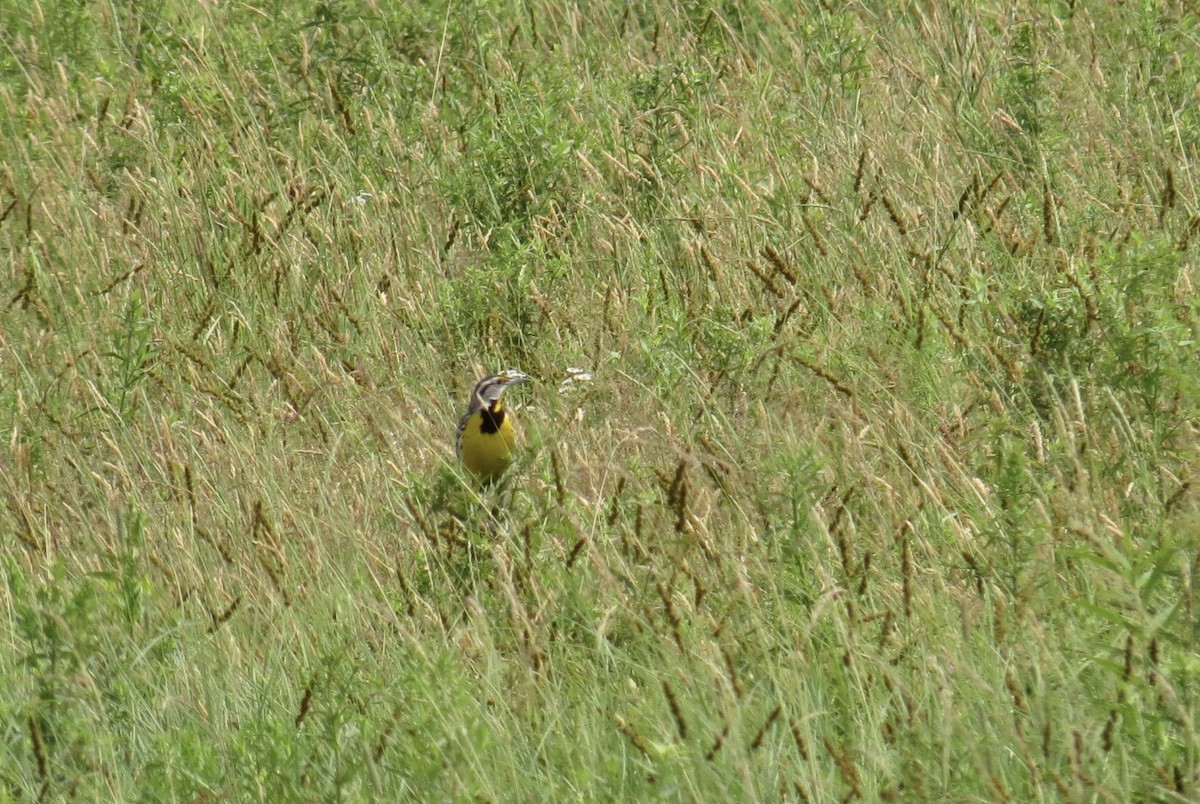 Eastern Meadowlark - ML638293918