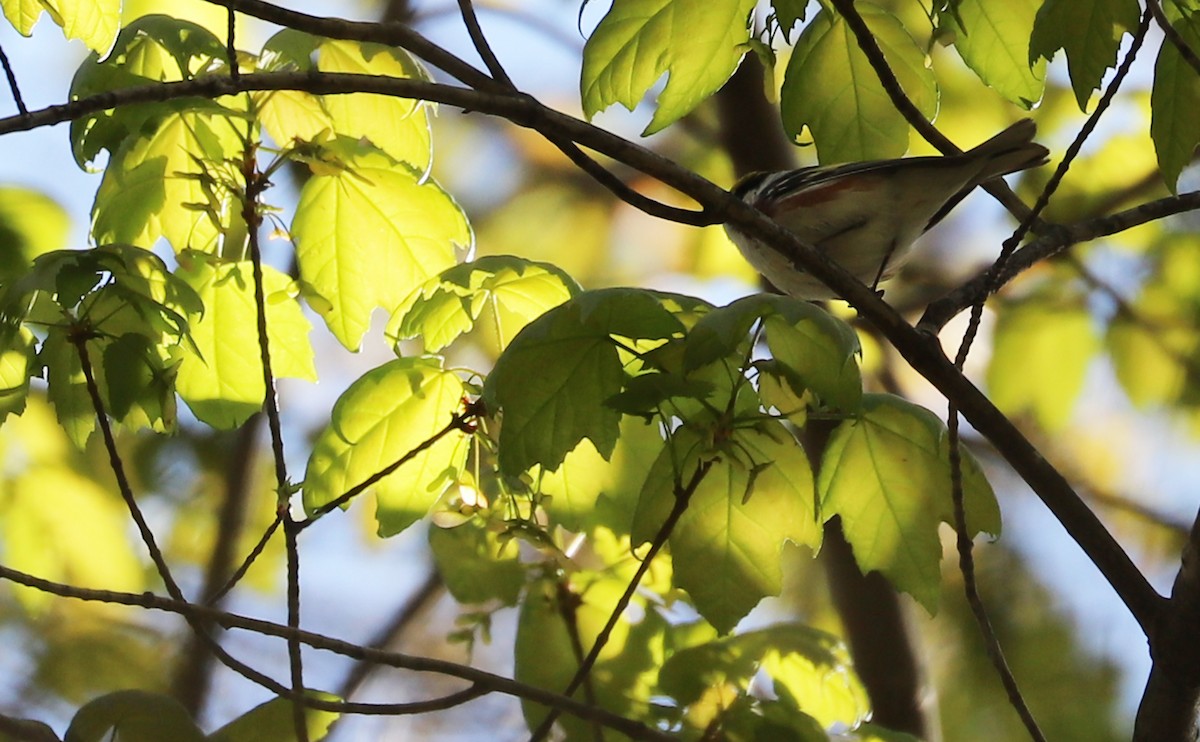 Chestnut-sided Warbler - ML638293921