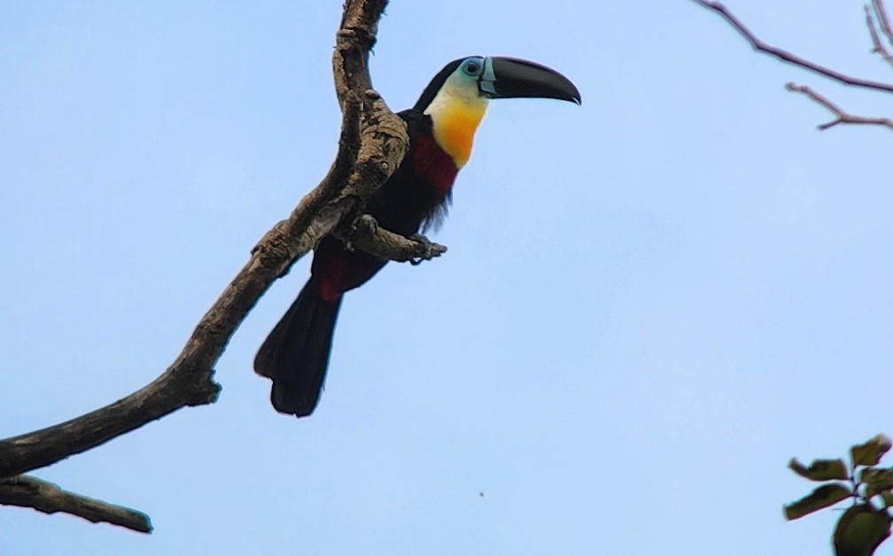 Channel-billed Toucan - ML638293923