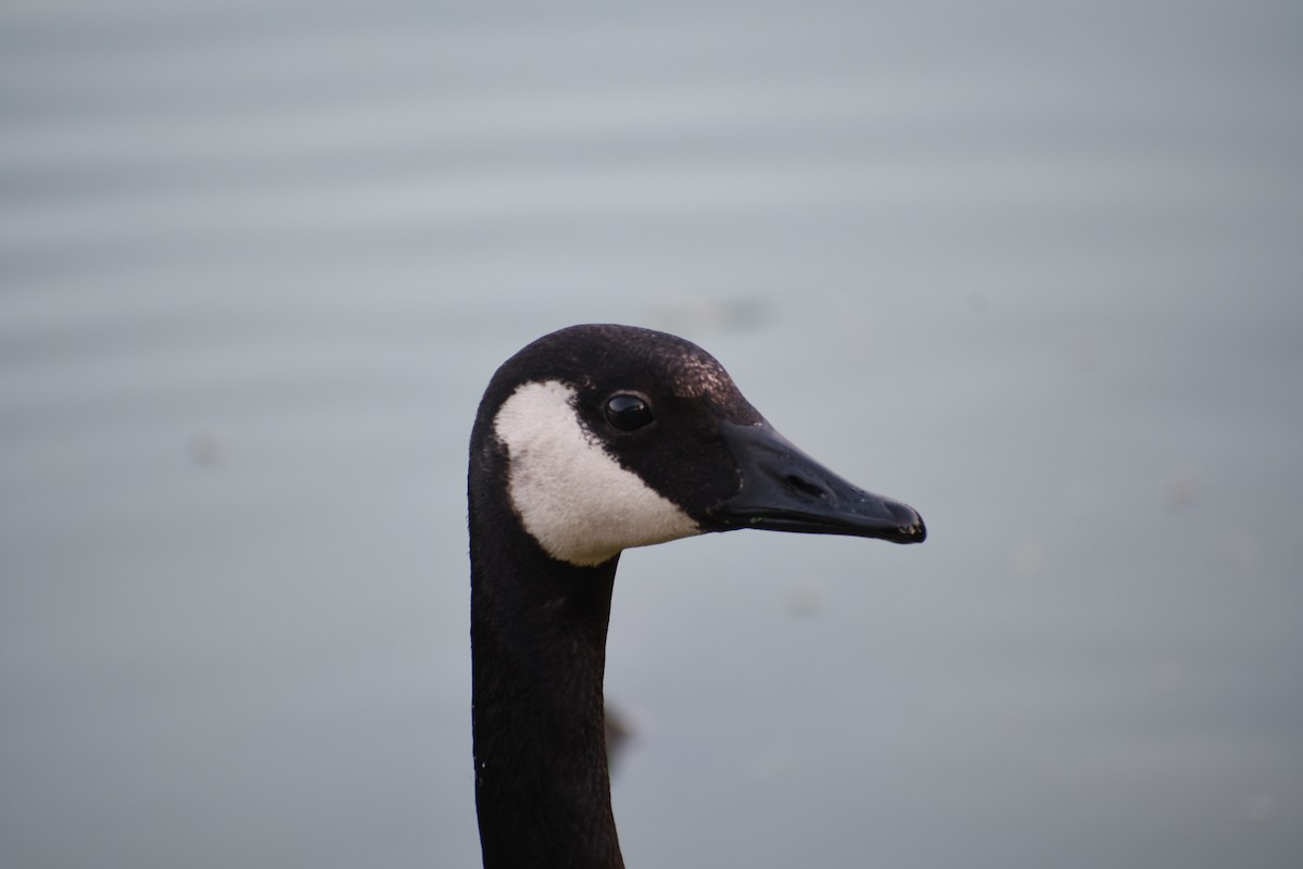 Canada Goose - ML638293925