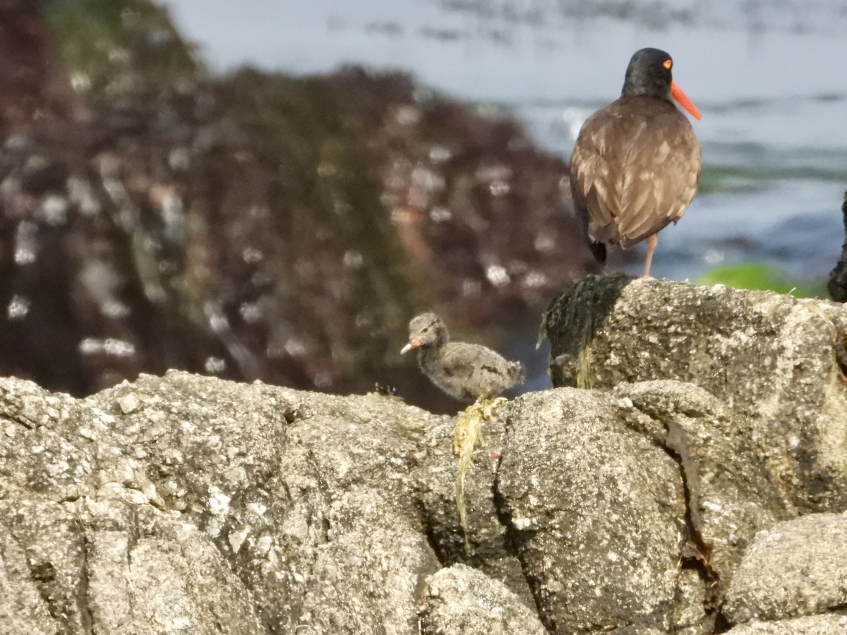Black Oystercatcher - ML638293929