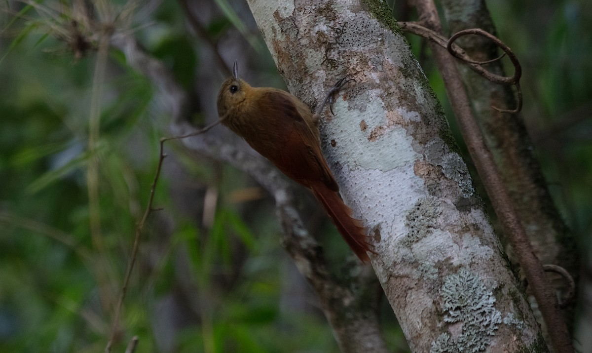 Olivaceous Woodcreeper - ML638293931