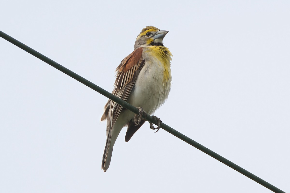 Dickcissel - ML638293932