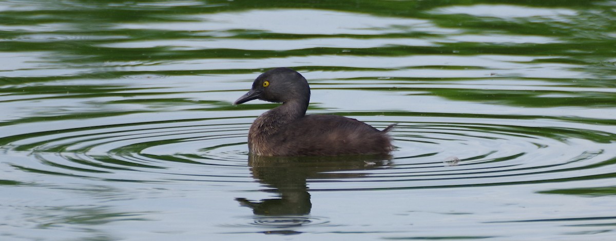 Least Grebe - ML638293934