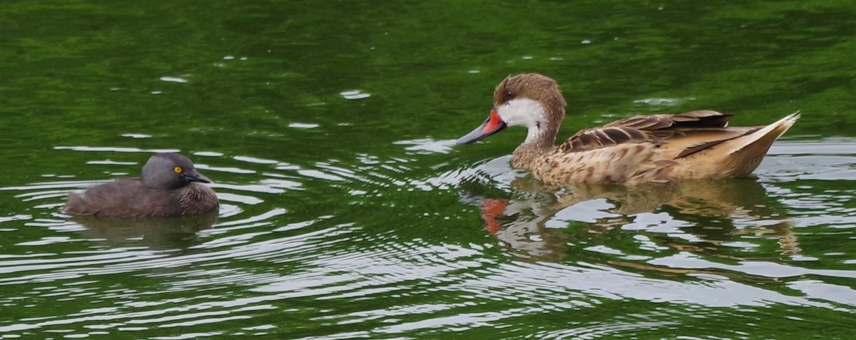 Least Grebe - ML638293935