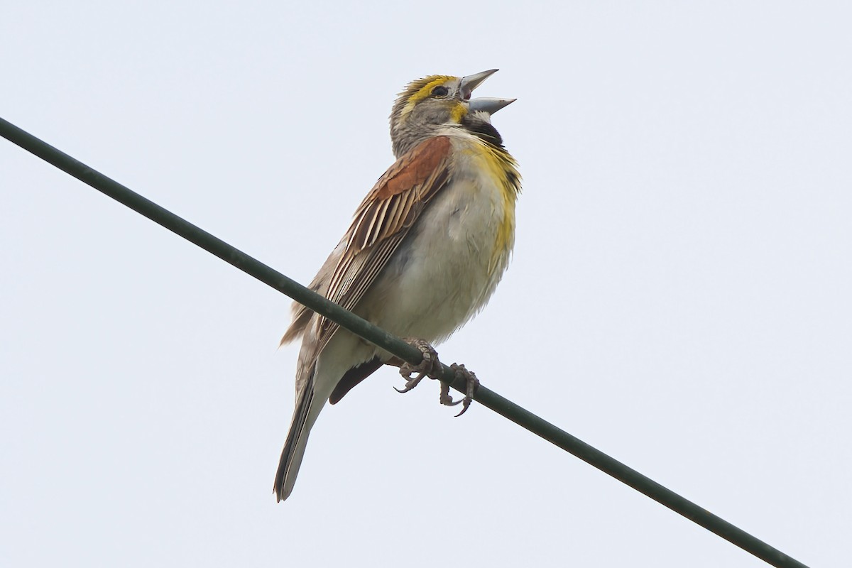 Dickcissel - ML638293949