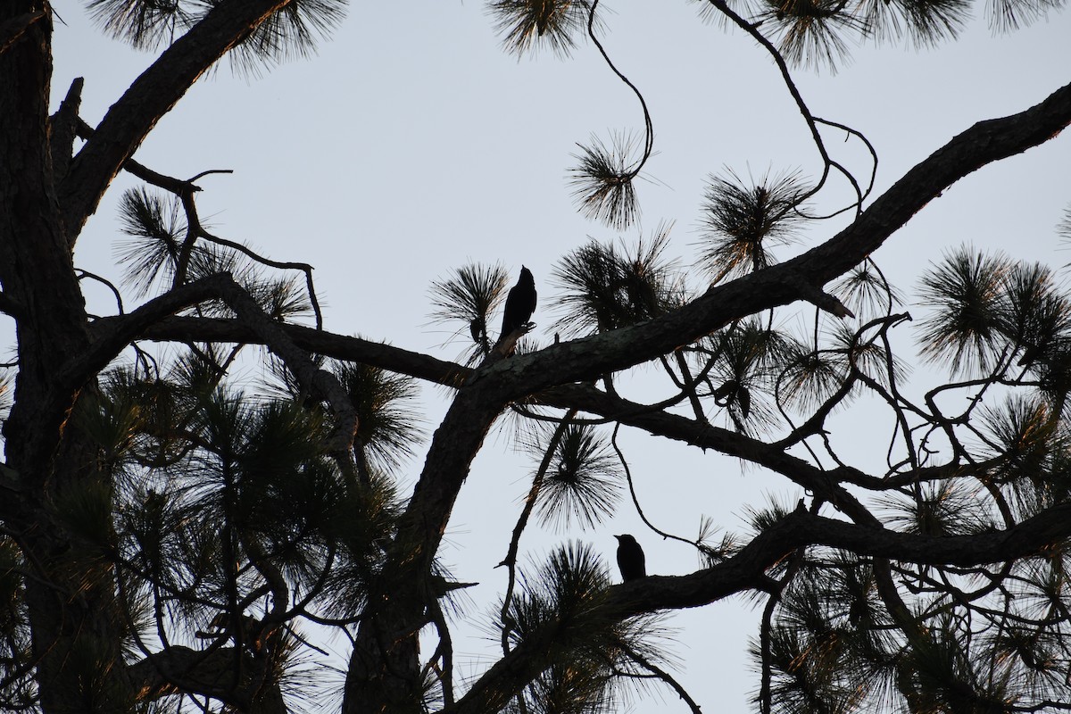 Fish Crow - ML638293950