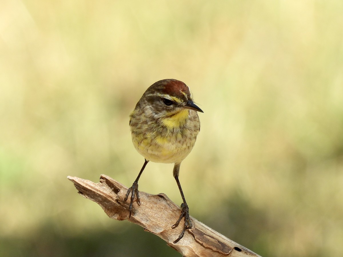Palm Warbler (Western) - ML638293963