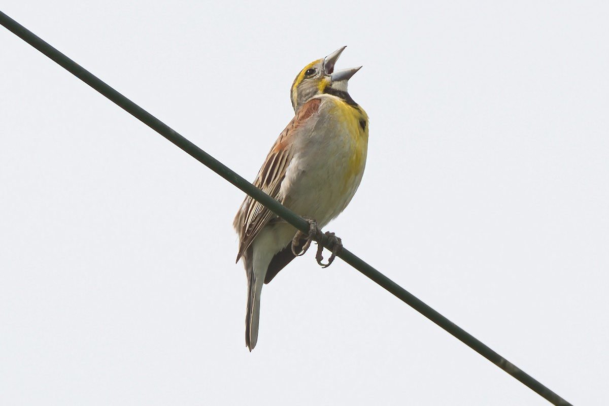 Dickcissel - ML638293972